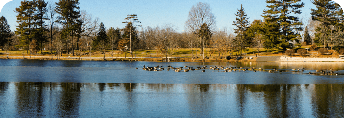 lake with ducks
